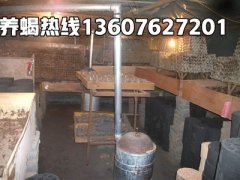 <b>蝎子养殖土壤湿度怎么调节河南郏县塑料大棚蝎子养殖技术基地</b>