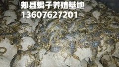 养殖蝎子的技术蝎子应该怎么养殖家养蝎子养殖方法