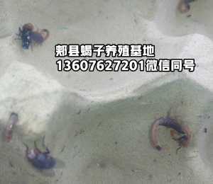 <b>蝎子的养殖技术蝎子的生理特征新手蝎子养殖基本常识</b>