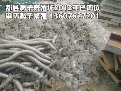 <b>为什么淘汰单体蜕皮和单杯繁殖技术？蝎子养殖成功了为什么会赔钱？</b>