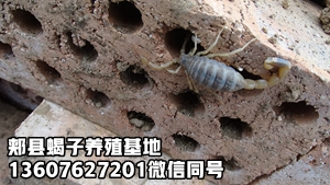 <b>塑料大棚蝎子吃什么东西大棚蝎子养殖喂什么食物</b>