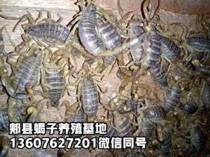 <strong>生产一公斤活蝎子室内无冬眠恒温和塑料大棚蝎子养殖方法养蝎成本各是多少？</strong>