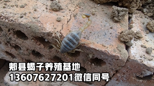 <strong>蝎子养殖池建造及种蝎子养殖技术教材经验</strong>