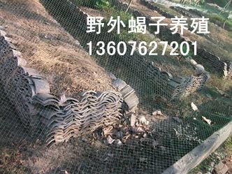 <strong>蝎子如何饲养？蝎子养殖百科网站分享蝎子养殖技术经验   </strong>