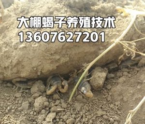 <strong>蝎子养殖半年能长大吗？蝎子生长周期是多久</strong>