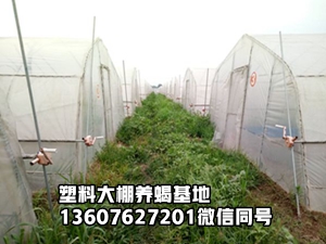 <strong>蝎子养殖暖房温室恒温无冬眠蝎子养殖家养孕蝎育种基地家养品种的</strong>