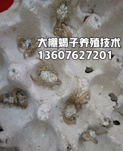 <strong>蝎子养殖马上要失败的征兆是什么</strong>