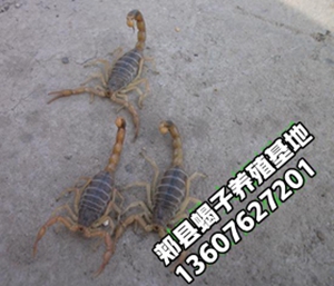 <strong>现在蝎子价格行情播报活蝎子市场价2025年11月19号</strong>