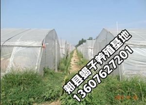 <strong>什么是假塑料大棚蝎子养殖方法</strong>