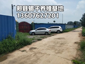 <strong>带你参观郏县蝎子养殖技术基地</strong>