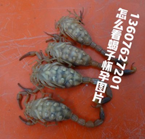 <strong>母蝎子生产出一堆大米形状的死胎是怎么回事</strong>