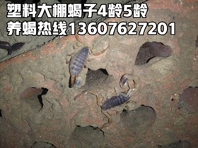 <strong>傻瓜养蝎法就是几乎不用管理的蝎子养殖方法，什么是人海养蝎</strong>