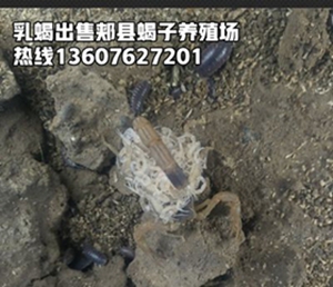 <strong>家养蝎子养殖方法蝎子养殖实用技术</strong>