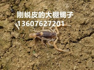 <strong>人工蝎子养殖技术经验青年蝎怎么管理</strong>