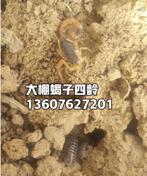 <strong>小蝎子养殖技术养殖蝎子的湿度大了有什么后果？</strong>