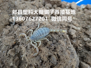 <strong>2025年12月28号商品蝎市场价多少钱一斤</strong>