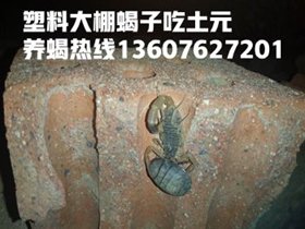 <strong>新手养殖蝎子头一年利润多大？</strong>