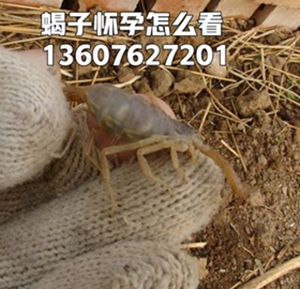 <strong>小蝎子养殖技术，蝎子养殖温室暖房养蝎子温度范围</strong>