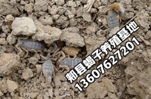 <strong>2026年蝎子养殖前景怎么样2026年蝎子养殖利润行吗</strong>