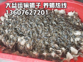 <strong>活蝎子什么价格？野生蝎子多少钱一斤？2026年1月9日蝎子价格行情</strong>