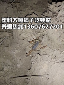 <strong>生态环境养殖蝎子的基本技术常识郏县蝎子养殖场</strong>
