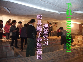 <strong>冬天怎么养殖蝎子什么是无冬眠恒温蝎子养殖方法？</strong>