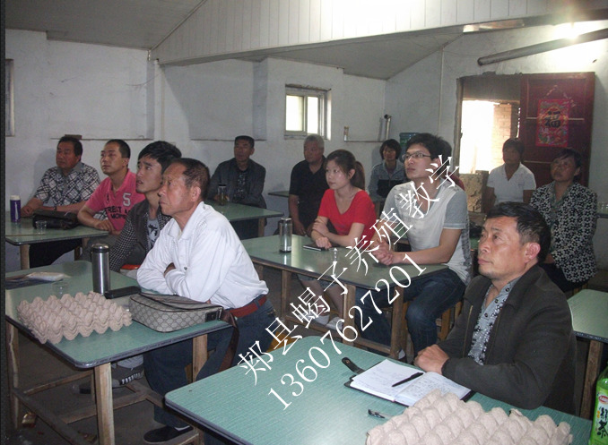 <strong>新手想养殖蝎子的三个步骤是什么？</strong>