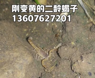 <strong>蝎子生长周期怎么养殖蝎子</strong>