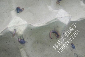 <strong>蝎子养殖经验分享蝎子吃的食物和蝎子防逃措施</strong>