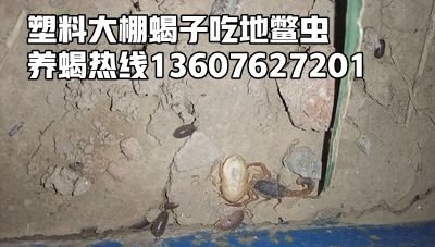 <strong>怎么识别孕蝎，蝎子吃省食物</strong>