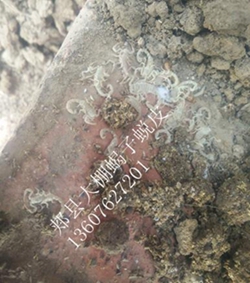 <strong>什么是傻瓜养蝎法？什么是人海养蝎法？人工养蝎发展的方向是什么</strong>