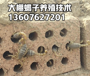 <strong>幼蝎饲养技术蝎子养殖基地分享蝎子的养殖经验</strong>