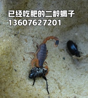 <b>我不会养蝎子怎么养殖在家里怎么养殖蝎子</b>