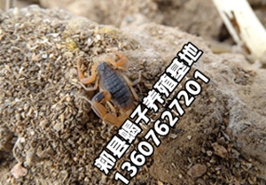 <strong>傻瓜养蝎法只适合塑料大棚蝎子养殖和室外露天散养蝎子模式，不适合室内蝎子</strong>