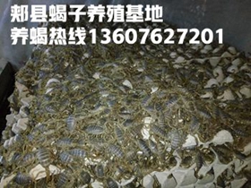 <strong>今天2026-2-6号蝎子什么价格多少钱一斤？</strong>