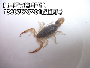 <b>养殖蝎子有销路吗3000只蝎子一年的利润是多少</b>