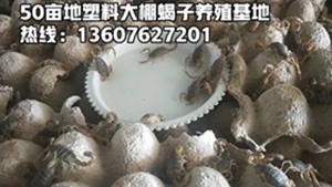 <strong>小蝎子养殖方法蝎子蜕皮技术分析分享</strong>