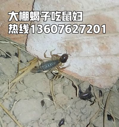 <strong>人工蝎子养殖技术经验青年蝎怎么管理</strong>