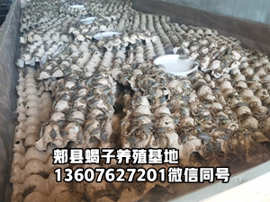 <strong>蝎子养殖应该注意的问题及大棚蝎子养殖温度</strong>