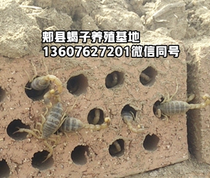 <strong>蝎子的交配过程繁殖技术</strong>