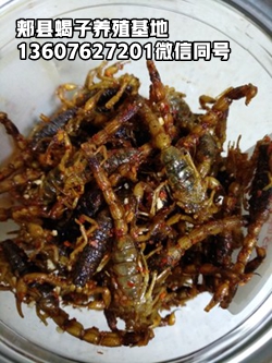 <strong>今天商品蝎多少钱一斤全蝎市场价</strong>