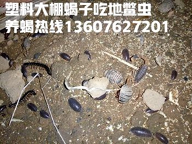 <strong>室内恒温蝎子养殖怎么操</strong>