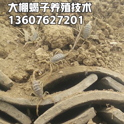 <strong>2026年3月31日最新蝎子养殖市场价格行情多少钱一斤</strong>