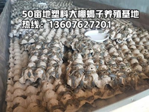 <strong>蝎子好养吗？怎么养殖蝎子</strong>