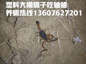 <strong>没有养殖过蝎子怎么起步</strong>