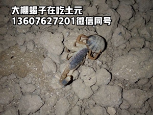 <b>如何让小蝎子顺利蜕皮长大，大型蝎子养殖基地分享养蝎子技术经验</b>