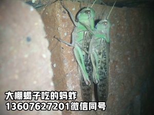 <strong>新手养殖蝎子技术蝎子的养殖方法</strong>