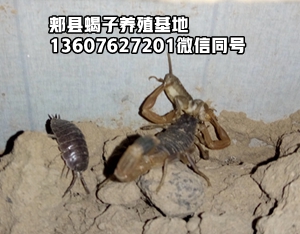 <strong>人工养的蝎子吃啥东西我想去学养蝎子技术大全</strong>