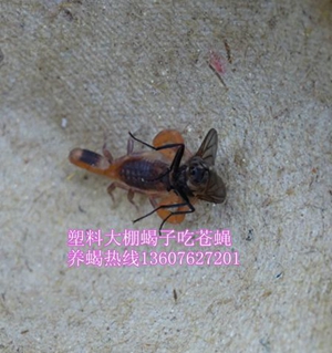 <strong>蝎子养殖经验介绍家庭养蝎子技术</strong>