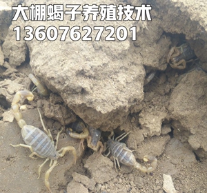 <strong>2026年5月9日份蝎子市场价格是多少</strong>